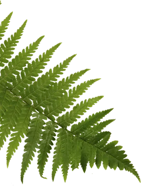 Img decoracao1