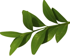Img decoracao2